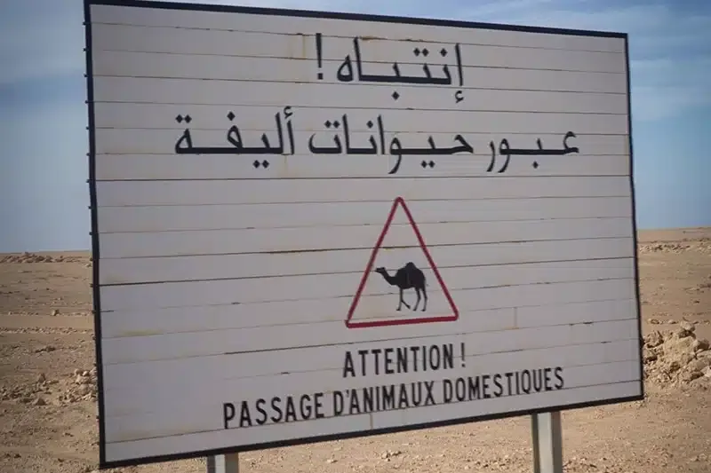Camel-Sign-in-the-Western-Sahara